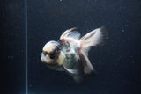 Thai Oranda  Panda 5.5 Inch (ID#0113To6c-117)