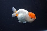 Tancho Lionchu  Red White 4 Inch (ID#1122R2c-56) Free2Day SHIPPING