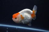 Tancho Lionchu  Red White 4 Inch (ID#1122R2c-56) Free2Day SHIPPING