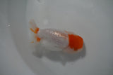 Tancho Lionchu  Red White 4 Inch (ID#1122R2c-56) Free2Day SHIPPING