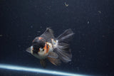 Thai Oranda  Tricolor  6 Inch (ID#0113To6c-118)