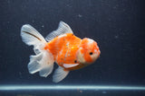 Thai Oranda  Sakura 5 Inch (ID#211T5b-121) Free2Day SHIPPING