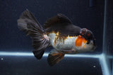 Thai Oranda  Tricolor  6 Inch (ID#0113To6c-118)