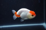 Tancho Lionchu  Red White 3.5 Inch (ID#1122R2c-57) Free2Day SHIPPING