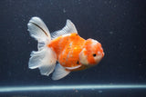 Thai Oranda  Sakura 5 Inch (ID#211T5b-121) Free2Day SHIPPING
