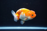 Juvenile Lionchu  Red White 3 Inch (ID#1105R11b-23) Free2Day SHIPPING