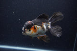 Thai Oranda  Tricolor  6 Inch (ID#0113To6c-118)