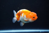 Juvenile Lionchu  Red White 3 Inch (ID#1105R11b-23) Free2Day SHIPPING