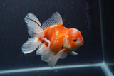 Thai Oranda  Sakura 5 Inch (ID#211T5b-121) Free2Day SHIPPING