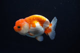 Juvenile Lionchu  Red White 3 Inch (ID#1105R11b-23) Free2Day SHIPPING