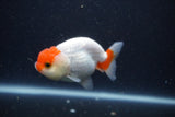 Tancho Lionchu  Red White 3.5 Inch (ID#1122R2c-57) Free2Day SHIPPING