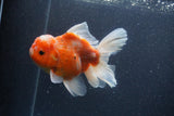Thai Oranda  Sakura 5 Inch (ID#211T5b-121) Free2Day SHIPPING