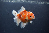 Thai Oranda  Sakura 5 Inch (ID#211T5b-121) Free2Day SHIPPING