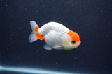 Tancho Lionchu  Red White 3.5 Inch (ID#1122R2c-57) Free2Day SHIPPING