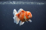 Thai Oranda  Sakura 5 Inch (ID#211T5b-121) Free2Day SHIPPING