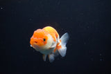 Juvenile Lionchu  Red White 3 Inch (ID#1105R11b-23) Free2Day SHIPPING