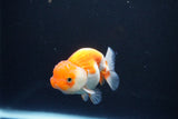 Juvenile Lionchu  Red White 3 Inch (ID#1105R11b-23) Free2Day SHIPPING