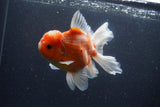 Thai Oranda  Sakura 5 Inch (ID#211T5b-121) Free2Day SHIPPING