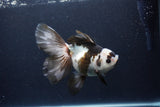 Thai Oranda  Panda 6 Inch (ID#0113To6c-119)