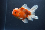 Thai Oranda  Sakura 5 Inch (ID#211T5b-121) Free2Day SHIPPING