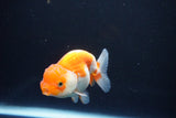 Juvenile Lionchu  Red White 3 Inch (ID#1105R11b-23) Free2Day SHIPPING