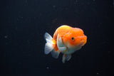 Juvenile Lionchu  Red White 3 Inch (ID#1105R11b-23) Free2Day SHIPPING