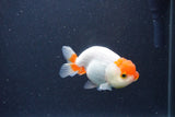 Tancho Lionchu  Red White 3.5 Inch (ID#1122R2c-57) Free2Day SHIPPING