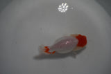 Tancho Lionchu  Red White 3.5 Inch (ID#1122R2c-57) Free2Day SHIPPING