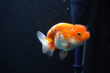 Juvenile Lionchu  Red White 3 Inch (ID#1105R11b-23) Free2Day SHIPPING