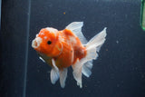 Thai Oranda  Sakura 5 Inch (ID#211T5b-121) Free2Day SHIPPING