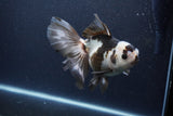 Thai Oranda  Panda 6 Inch (ID#0113To6c-119)