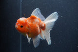 Thai Oranda  Sakura 5 Inch (ID#211T5b-121) Free2Day SHIPPING