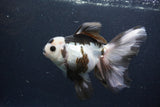 Thai Oranda  Panda 6 Inch (ID#0113To6c-119)