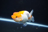 Juvenile Lionchu  Red White 3.5 Inch (ID#1105R11b-24) Free2Day SHIPPING