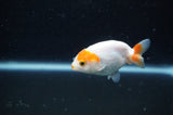 Baby Ranchu  Red White 2.5 Inch (ID#325R9c-27) Free2Day SHIPPING