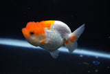 Juvenile Lionchu  Red White 3.5 Inch (ID#1105R11b-24) Free2Day SHIPPING