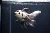 Thai Oranda  Panda 6 Inch (ID#0113To6c-119)