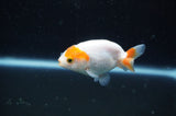 Baby Ranchu  Red White 2.5 Inch (ID#325R9c-27) Free2Day SHIPPING