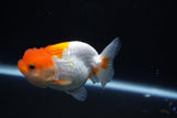 Juvenile Lionchu  Red White 3.5 Inch (ID#1105R11b-24) Free2Day SHIPPING