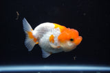 Juvenile Lionchu  Red White 3.5 Inch (ID#1105R11b-24) Free2Day SHIPPING