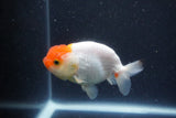 Tancho Lionchu  Red White 3.5 Inch (ID#1122R2c-58) Free2Day SHIPPING