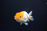 Juvenile Lionchu  Red White 3.5 Inch (ID#1105R11b-24) Free2Day SHIPPING