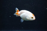 Baby Ranchu  Red White 2.5 Inch (ID#325R9c-27) Free2Day SHIPPING