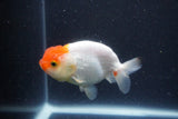 Tancho Lionchu  Red White 3.5 Inch (ID#1122R2c-58) Free2Day SHIPPING