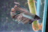 Copper    Halfmoon Male Betta (ID#801-M313) Free2Day SHIPPING