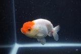 Tancho Lionchu  Red White 3.5 Inch (ID#1122R2c-58) Free2Day SHIPPING