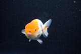 Juvenile Lionchu  Red White 3.5 Inch (ID#1105R11b-24) Free2Day SHIPPING