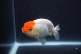 Tancho Lionchu  Red White 3.5 Inch (ID#1122R2c-58) Free2Day SHIPPING