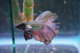 Copper    Halfmoon Male Betta (ID#801-M313) Free2Day SHIPPING