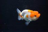 Juvenile Lionchu  Red White 3.5 Inch (ID#1105R11b-24) Free2Day SHIPPING